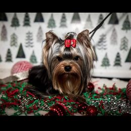 Mila - Yorkshire Terrier