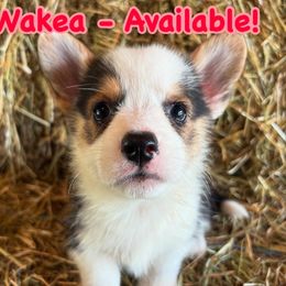 Wakea - White and black female Pembroke Welsh Corgi puppy in Asheville, Florida from Double C Corgi's