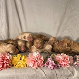 Goldendoodle Puppies from ENC Goldendoodles