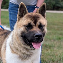 Valentine - Fawn female Akita puppy in Cuba, Missouri from Kamikaze Akitas