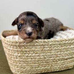 Gale - Blue merle female Aussiedoodle puppy in Adams, Nebraska from Boxcar Doodles and Poodles