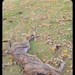 Great Dane All Grown Up from Port Bay Danes