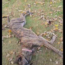 Great Dane All Grown Up from Port Bay Danes