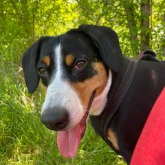 Entlebucher Mountain Dogs from Kim's Entlebucher Mountain Dogs