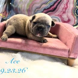 Ace - Blue fawn male French Bulldog puppy in Riverview, Florida from The Frenchie Lady Co.