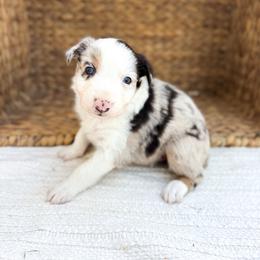 Glitter - Red merle female Australian Shepherd puppy in Unionville, Iowa from Soap Creek Kennels