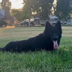 Flannery - German Shepherd