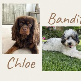 Cavapoo puppies from LierChonPoo