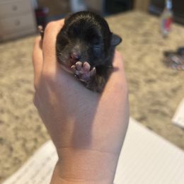 Girl 2 - Black parti female Pomeranian puppy in Randleman, North Carolina from Luxurious Poms