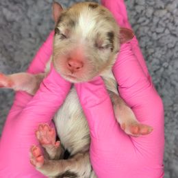 Jasmine2Girl3- RMF,Bob,AKC,OFA,Genetics - Red merle female Australian Shepherd puppy in South Hill, Virginia from Silverside Aussies LLC