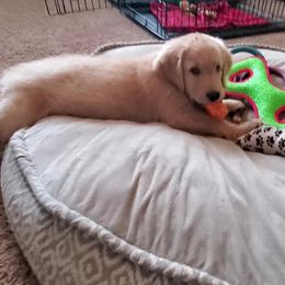 Golden Retriever Puppies from Arkansas River Golden Retrievers
