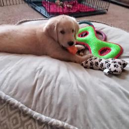 Golden Retriever Puppies from Arkansas River Golden Retrievers