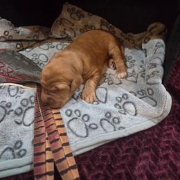 Purple - Golden female Golden Retriever puppy in Lewiston, Idaho from Three Rivers Golden Retrievers