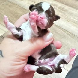 Mercedes - Chocolate and white female Chihuahua puppy in North Dakota from American Dream Chihuahua’s