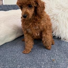 Boy 2 - Red  male Poodle puppy in Kissimmee, Florida from Anna's Puppy Tales