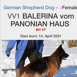 German Shepherd Puppies from 5 Star German Shepherds