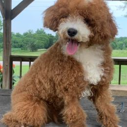 Aussiedoodles, Miniature Australian Shepherds, and Poodles from K Kountry Farm