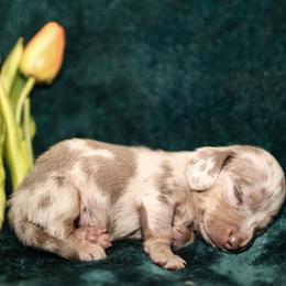 Peggie - Dapple female Dachshund puppy in Coldwater, Mississippi from Mississippi Shorties Miniature Dachshunds