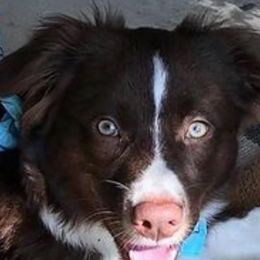 Australian Shepherds from Willow's Love