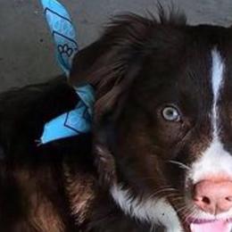 Australian Shepherds from Willow's Love