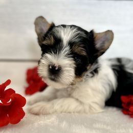 Biewer Terrier Puppies from Bouquet Biewers