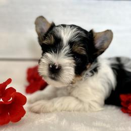 Biewer Terrier Puppies from Bouquet Biewers