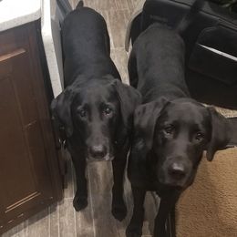 Labrador Retrievers from Tenacular | Dognacular