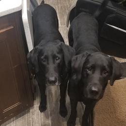 Labrador Retrievers from Tenacular | Dognacular