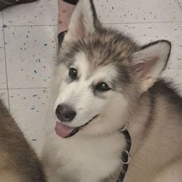 Lexy - Gray and white female Alaskan Malamute puppy in Prince William County, Virginia from SnoCap Kennel