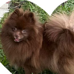 Coco - Pomeranian