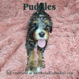 Puddles - female Australian Mountain Doodle puppy in Escondido, California from North County Doodles