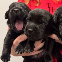 Orange - Black female Labrador Retriever puppy in Middleton, New Hampshire from Tag Hollow