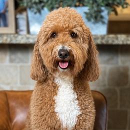 Mya - Goldendoodle