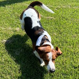 Ollie - Basset Hound