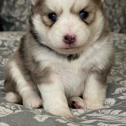 Sophia - Merle female Pomsky puppy in Casa Grande, Arizona from Arizonas Pomsky Squad