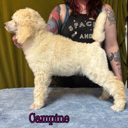 Campine - Cream female Poodle puppy in Aurora, Colorado from Chiaroscuro Kennel