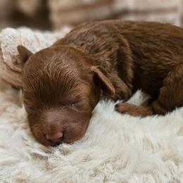Anna - Red female Cavapoo puppy in Glendale, Arizona from Cool Cavapoos