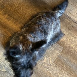 Scottish Terrier Puppies from Starlight Scotties