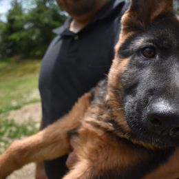 German Shepherd Puppies from Vom Aariz