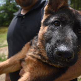 German Shepherd Puppies from Vom Aariz