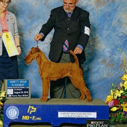 Ruby - Irish Terrier
