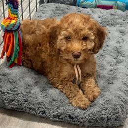 Slinky - Red  female Goldendoodle puppy in Moreno Valley, California from Rainbow SoCal Doodles