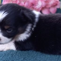 Toy Australian Shepherds from Lynda's Aussies
