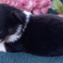 Toy Australian Shepherds from Lynda's Aussies