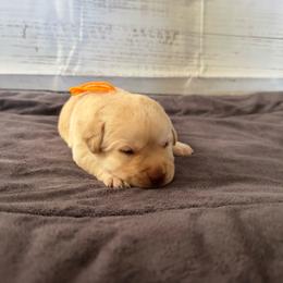 Orange collar - Yellow male Labrador Retriever puppy in Big River, California from Cozy Acres Farm Labradors