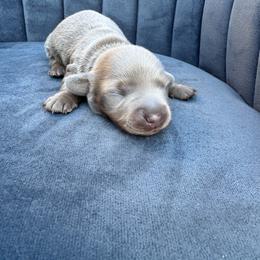 Sprout - Gray (blue) male Dachshund puppy in Knoxville, Tennessee from East TN Dachshunds