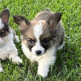 Full Fluffy Boy 5 - White and red Pembroke Welsh Corgi puppy in Liberty, Tennessee from Taylor's Corgi's