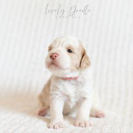 Pink Collar Girl - Caramel ice female Australian Labradoodle puppy in Thousand Oaks, California from Lovely Doodle Lane