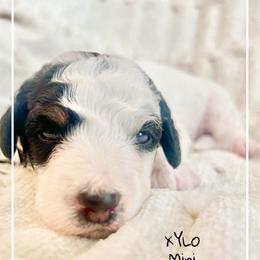 XYLO - Black and white male Bernedoodle puppy in Houston, Texas from Pia’s Doodle Poodle Wag