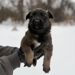 Jon Snow - Fawn male Belgian Malinois puppy in Baltimore, Maryland from Abenteurer German Shepherds & Belgian Malinois